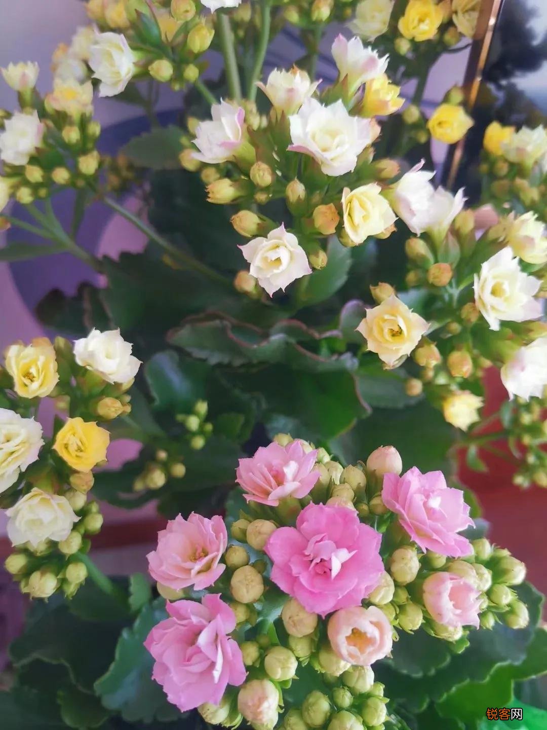 长寿花花语 长寿花的象征意义