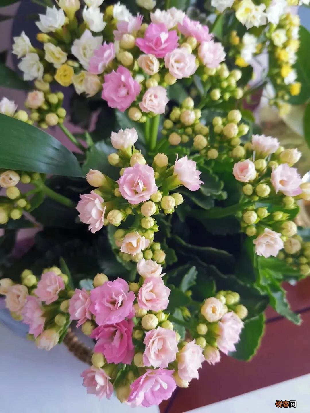 长寿花花语 长寿花的象征意义