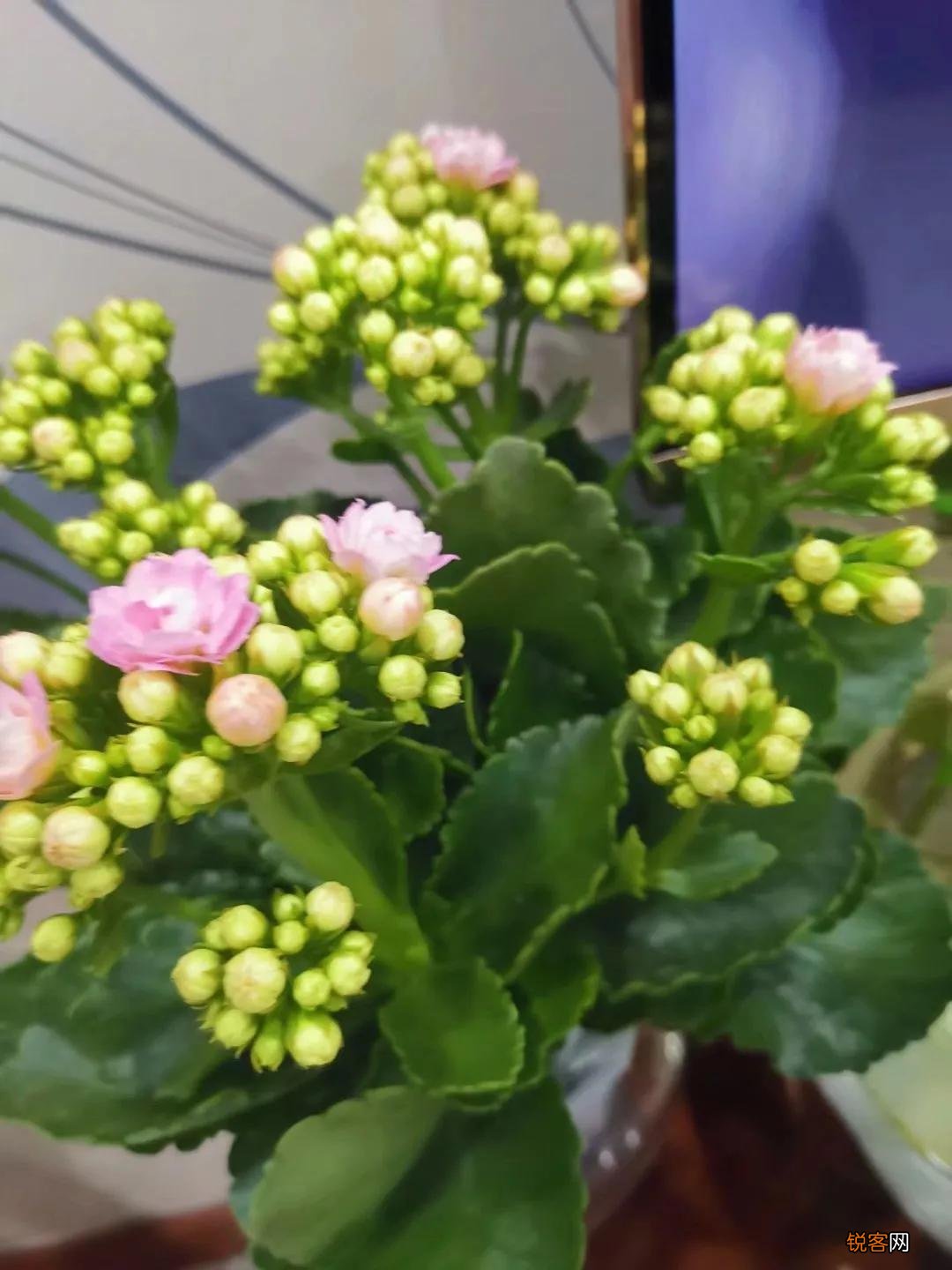 长寿花花语 长寿花的象征意义