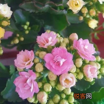长寿花花语 长寿花的象征意义