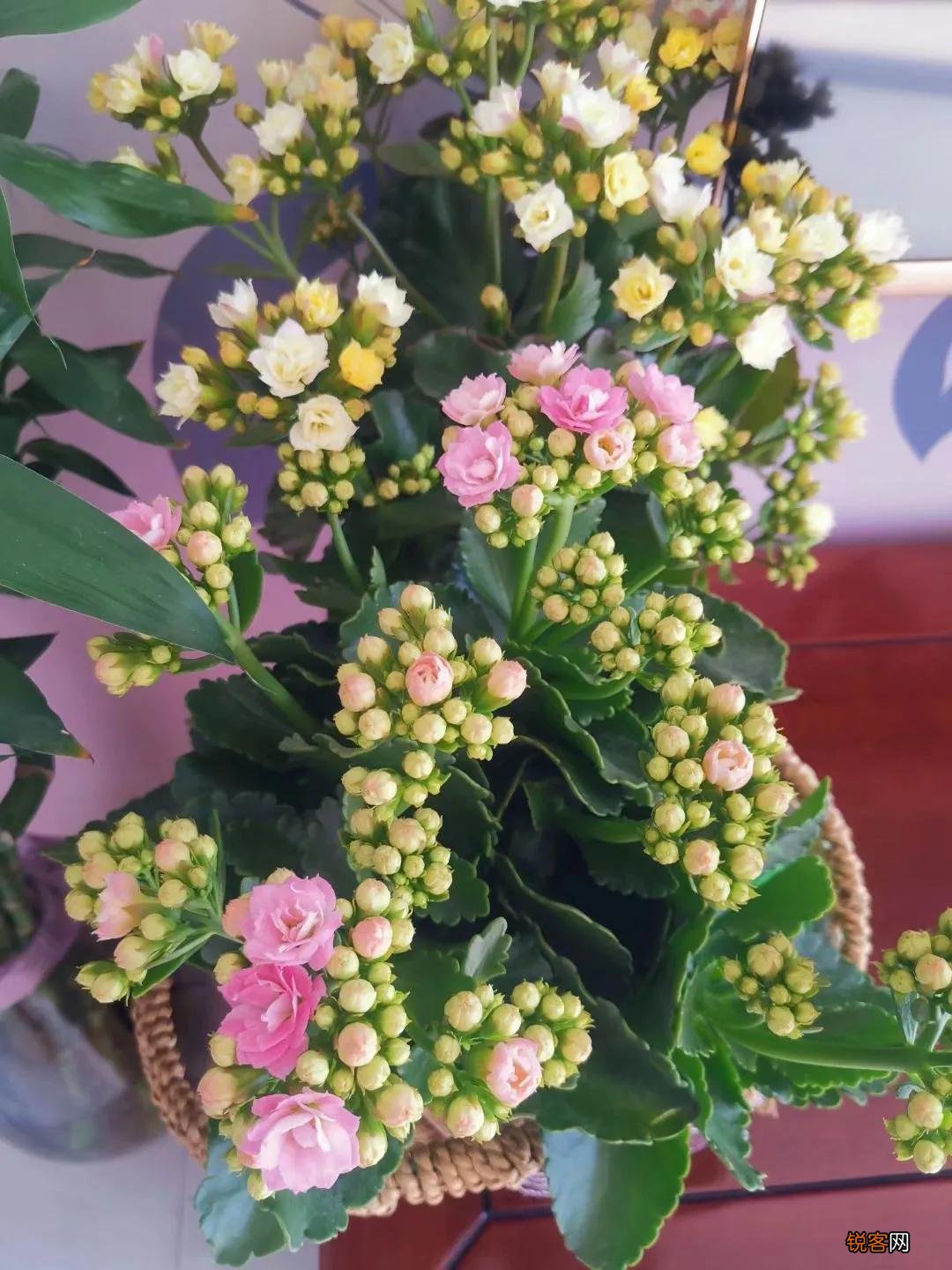 长寿花花语 长寿花的象征意义