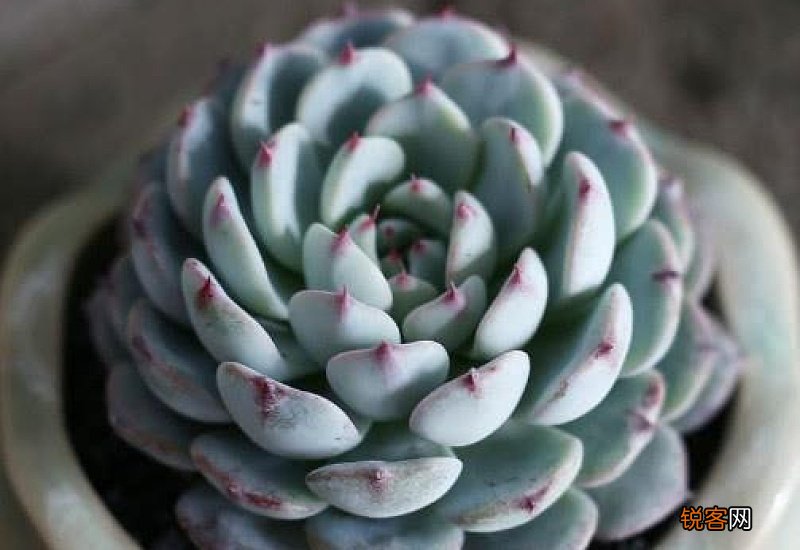 多肉蓝姬莲的养殖方法