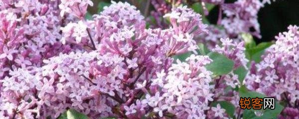 丁香花如何养护 丁香花的养殖方法和注意事项