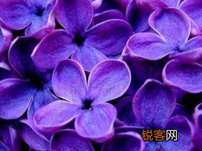 丁香花如何养护 丁香花的养殖方法和注意事项