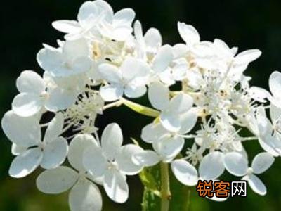 丁香花如何养护 丁香花的养殖方法和注意事项