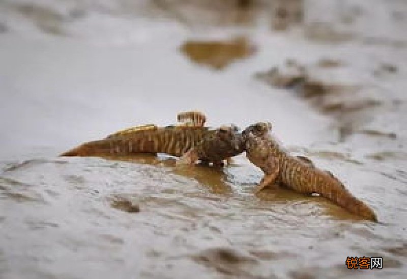 跳跳鱼可以在淡水养吗