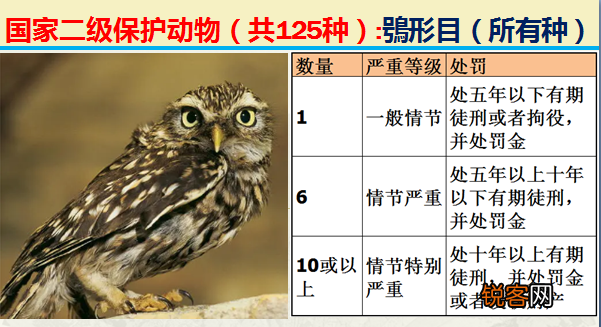 国家二级野生保护动物 最新125类保护名录