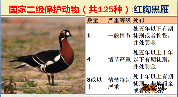国家二级野生保护动物 最新125类保护名录