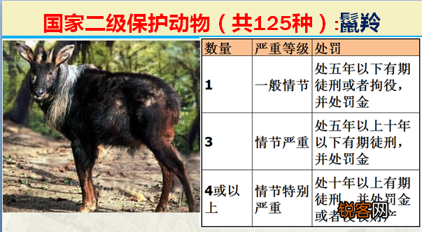 国家二级野生保护动物 最新125类保护名录