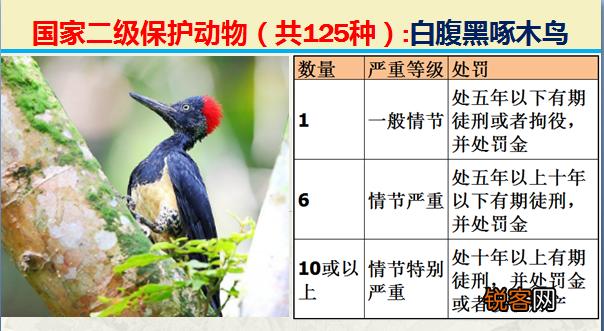 国家二级野生保护动物 最新125类保护名录
