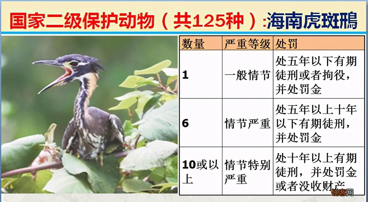 国家二级野生保护动物 最新125类保护名录