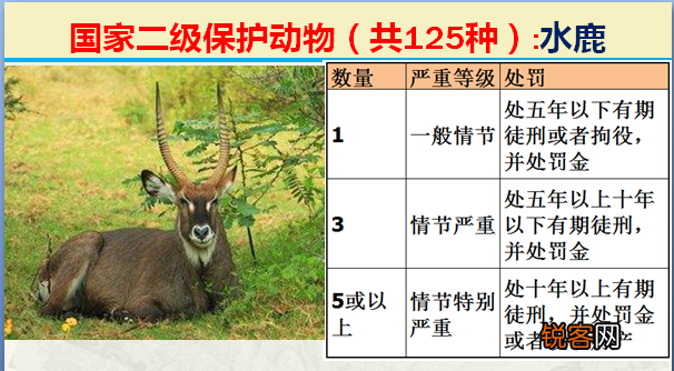 国家二级野生保护动物 最新125类保护名录