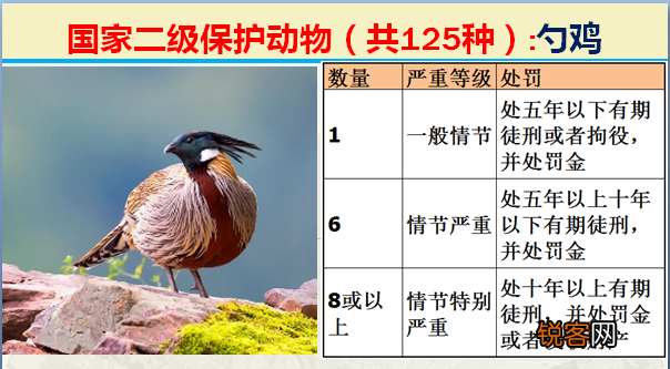 国家二级野生保护动物 最新125类保护名录