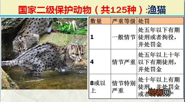 国家二级野生保护动物 最新125类保护名录