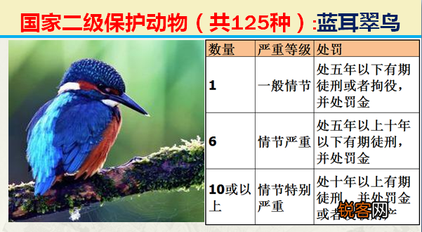国家二级野生保护动物 最新125类保护名录