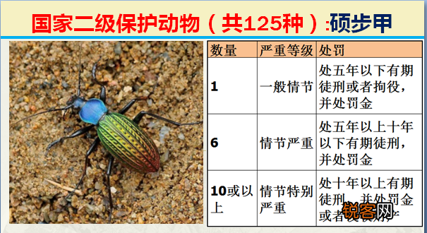 国家二级野生保护动物 最新125类保护名录