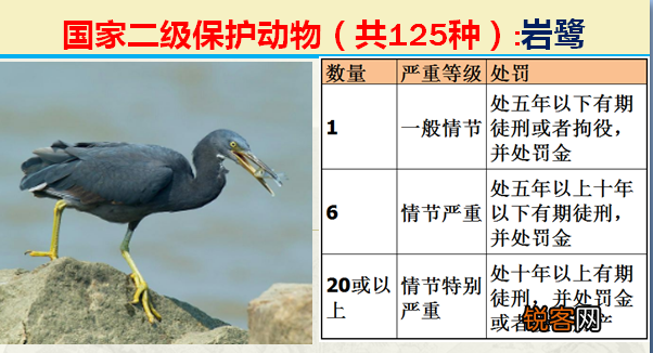 国家二级野生保护动物 最新125类保护名录