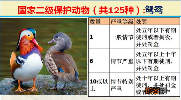 国家二级野生保护动物 最新125类保护名录