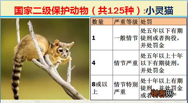 国家二级野生保护动物 最新125类保护名录