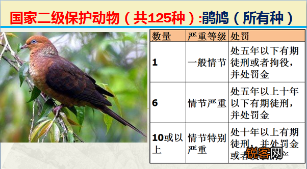 国家二级野生保护动物 最新125类保护名录