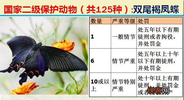 国家二级野生保护动物 最新125类保护名录