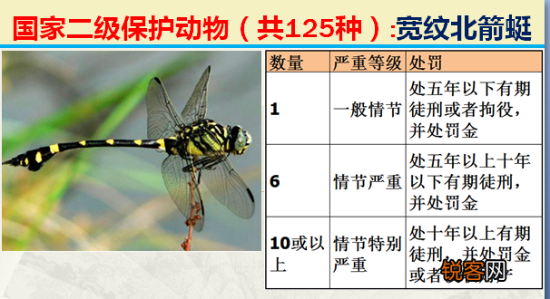 国家二级野生保护动物 最新125类保护名录