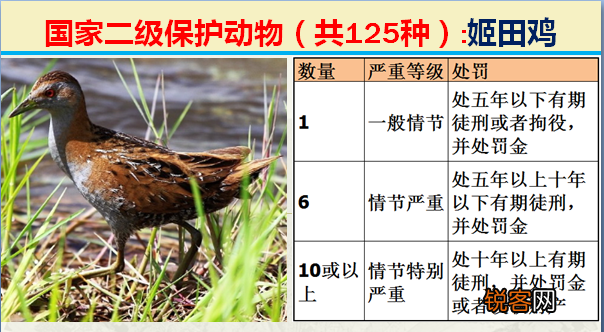 国家二级野生保护动物 最新125类保护名录