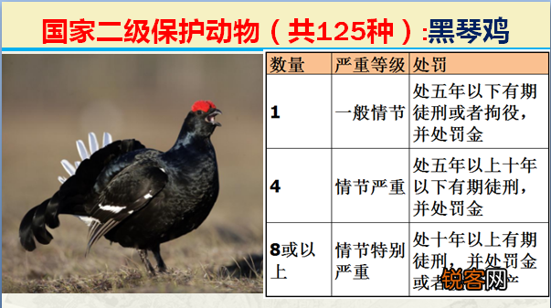 国家二级野生保护动物 最新125类保护名录