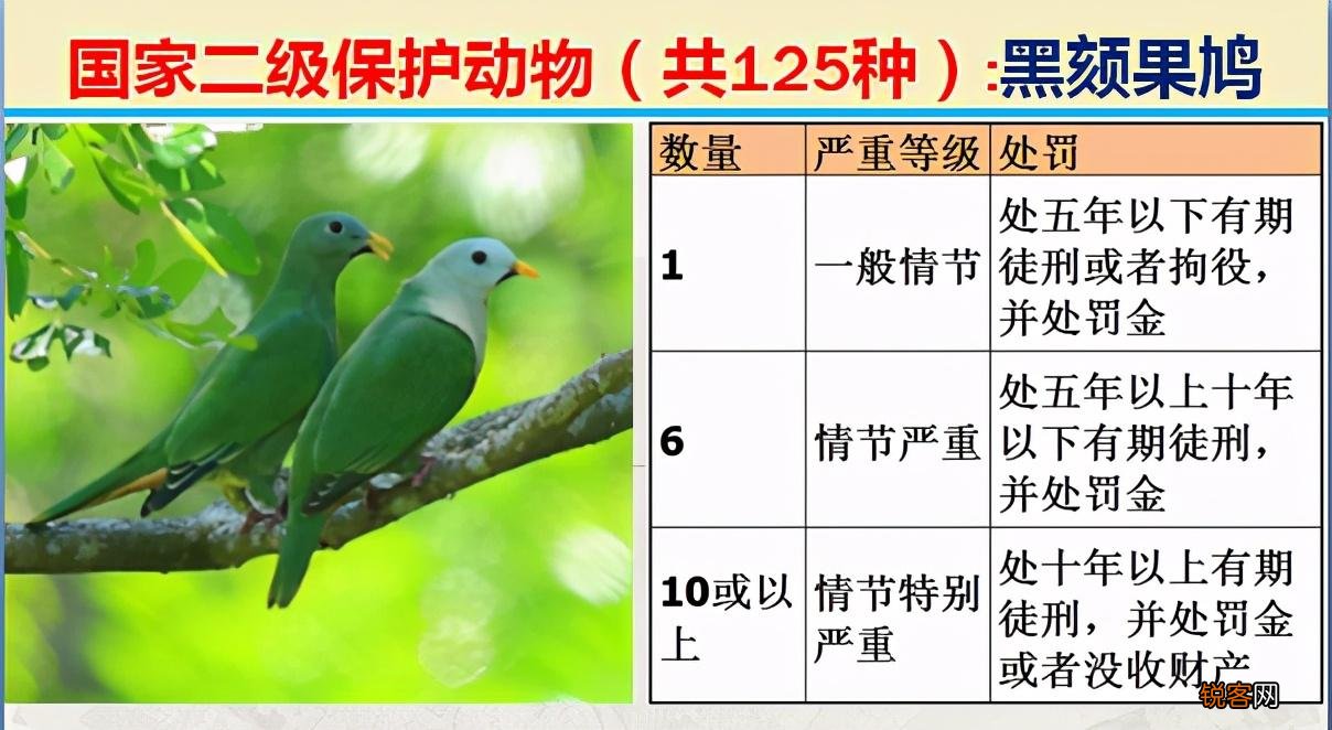 国家二级野生保护动物 最新125类保护名录