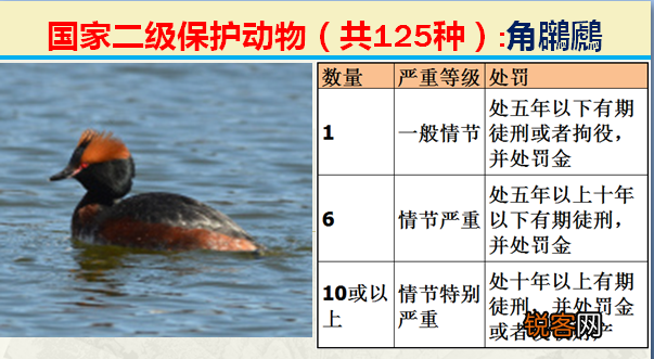 国家二级野生保护动物 最新125类保护名录