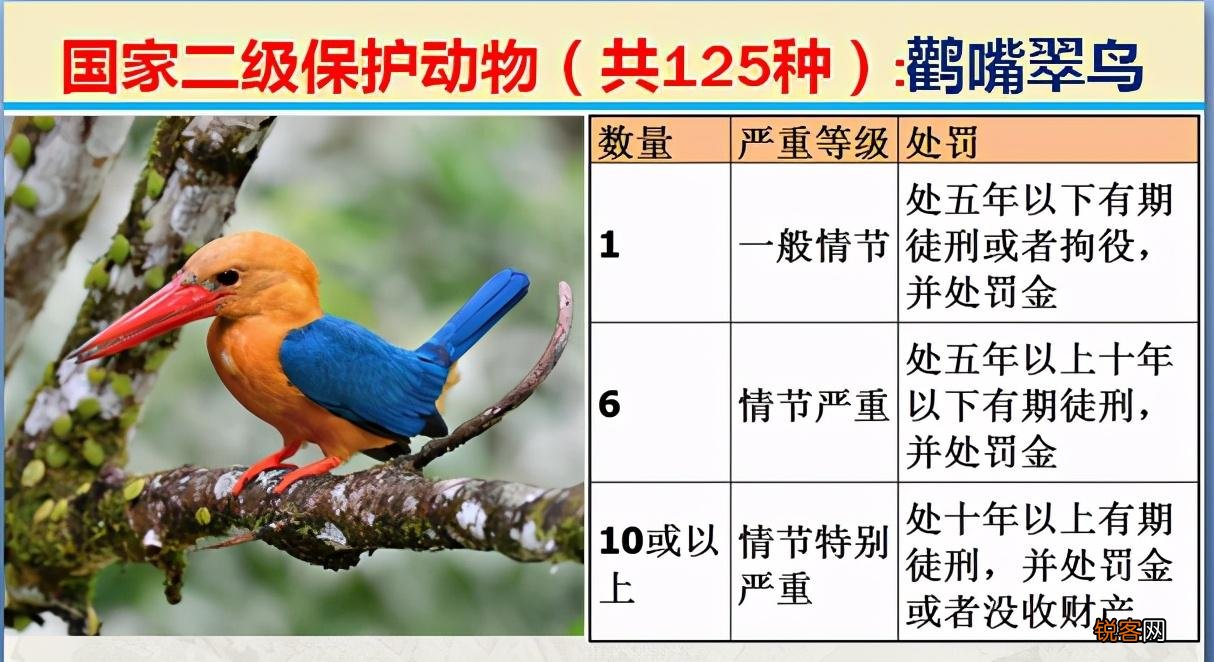 国家二级野生保护动物 最新125类保护名录