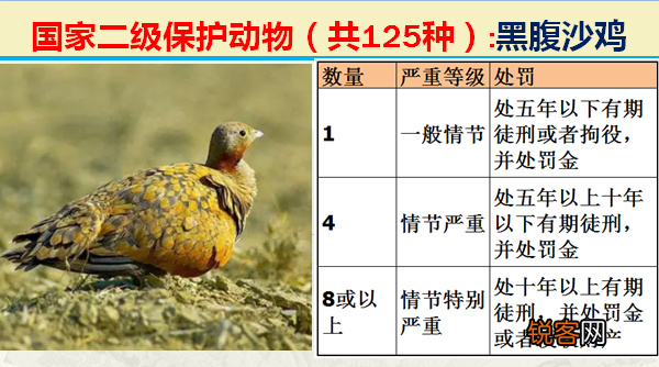 国家二级野生保护动物 最新125类保护名录