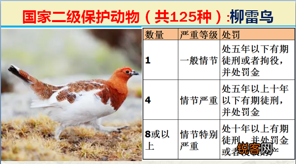 国家二级野生保护动物 最新125类保护名录