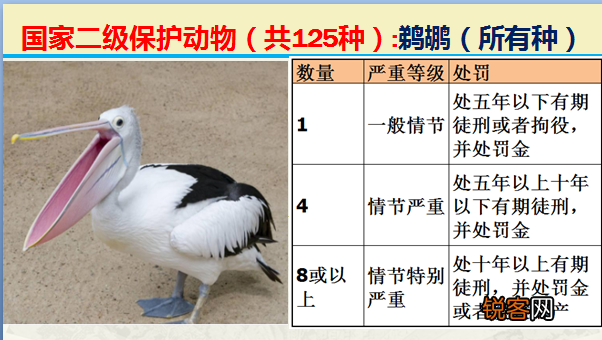 国家二级野生保护动物 最新125类保护名录