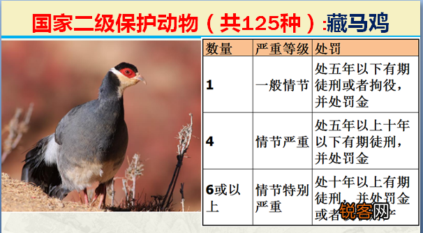 国家二级野生保护动物 最新125类保护名录