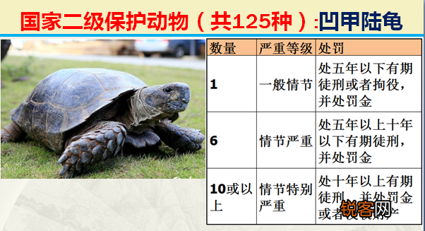 国家二级野生保护动物 最新125类保护名录