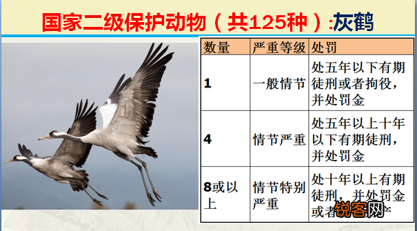 国家二级野生保护动物 最新125类保护名录