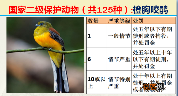 国家二级野生保护动物 最新125类保护名录
