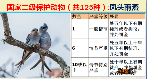 国家二级野生保护动物 最新125类保护名录