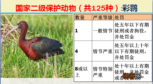 国家二级野生保护动物 最新125类保护名录