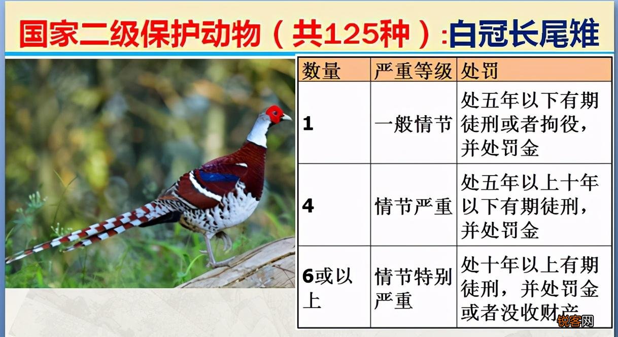 国家二级野生保护动物 最新125类保护名录