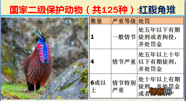国家二级野生保护动物 最新125类保护名录