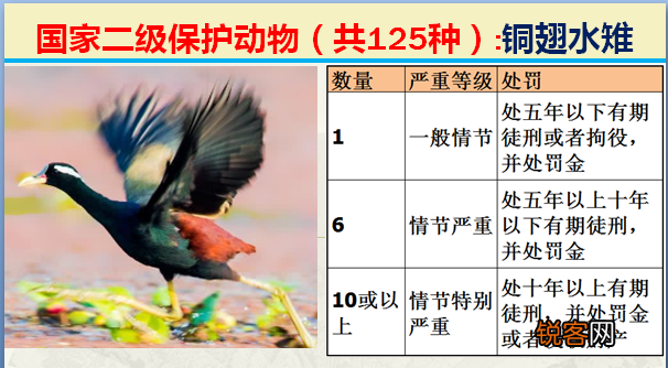国家二级野生保护动物 最新125类保护名录