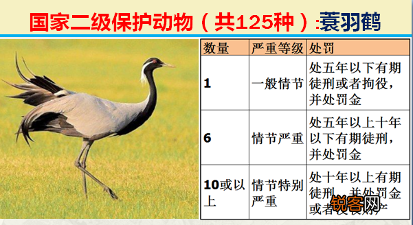 国家二级野生保护动物 最新125类保护名录