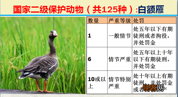 国家二级野生保护动物 最新125类保护名录