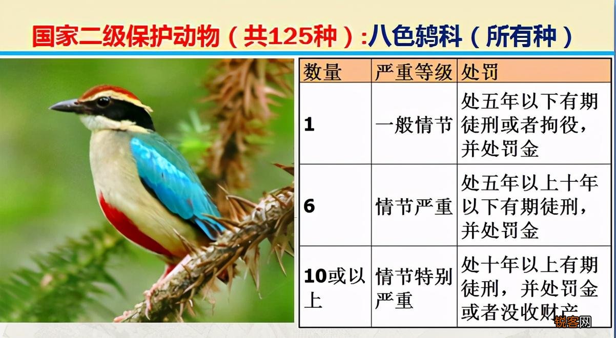 国家二级野生保护动物 最新125类保护名录