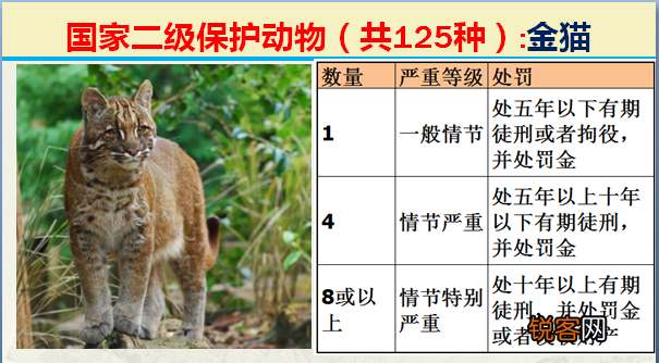 国家二级野生保护动物 最新125类保护名录