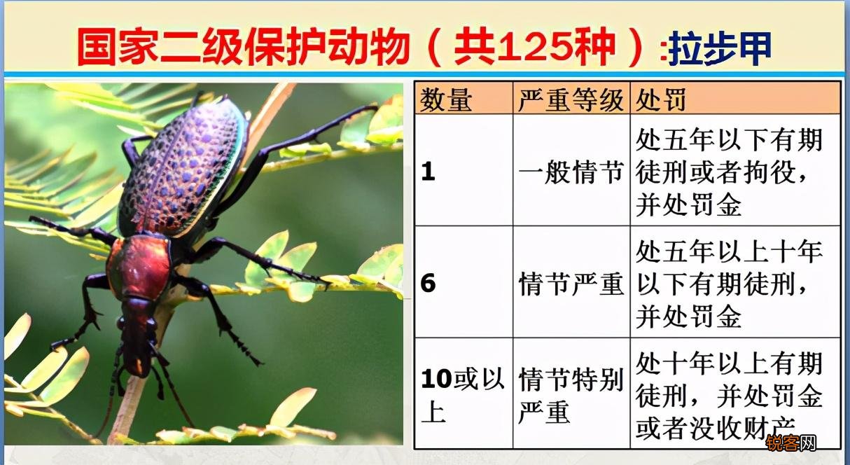 国家二级野生保护动物 最新125类保护名录