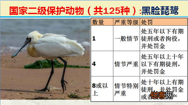 国家二级野生保护动物 最新125类保护名录