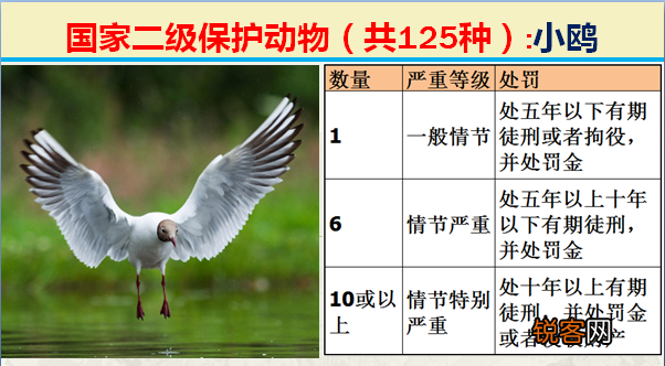 国家二级野生保护动物 最新125类保护名录